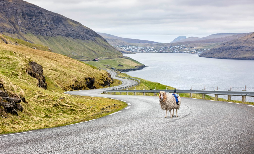 SheepView360_Google